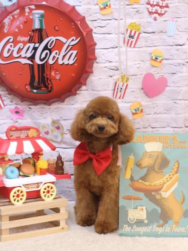 20230926モモちゃん